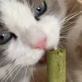 Daniel's cat