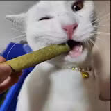 Sarah's cat