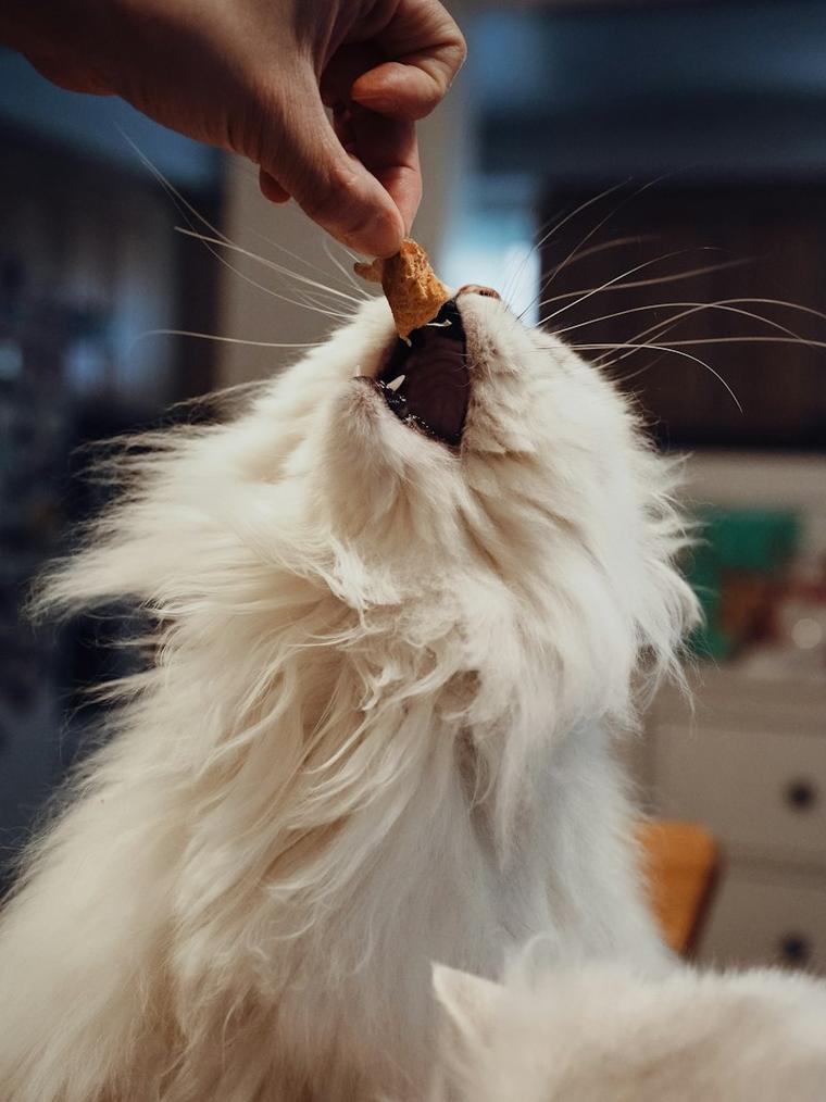 Fluffy white cat reaching up for a treat