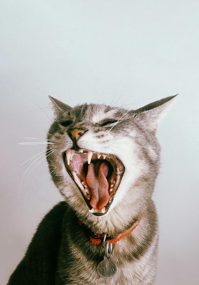 Grey tabby cat yawning wide