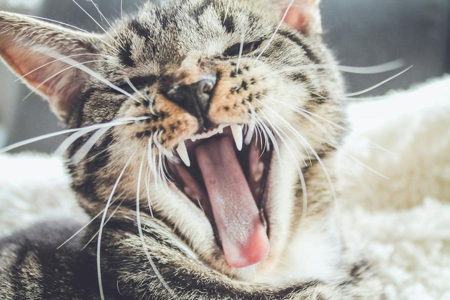 Tabby cat yawning and showing its teeth