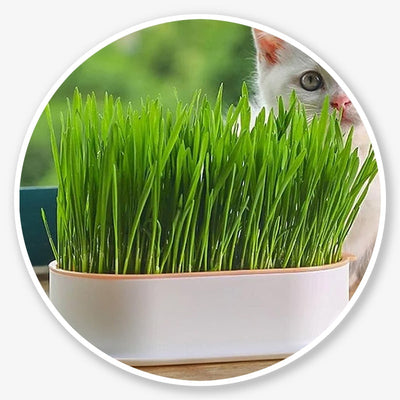Cat Grass