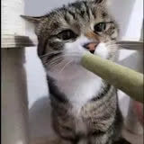 Jessica's cat