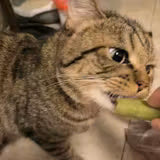 Kevin's cat