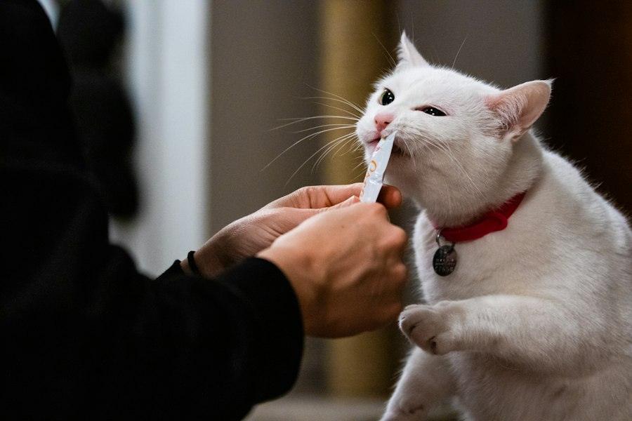 White cat chewing on a Maostix teething stick