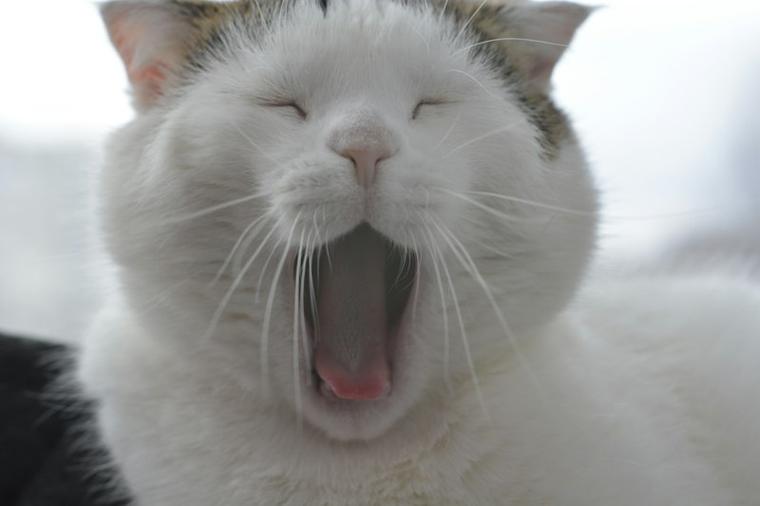 White cat mid-yawn